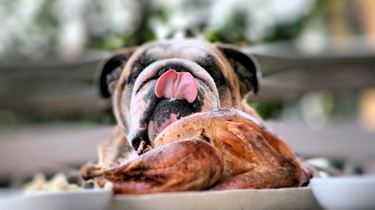 Köpeğinizin Sağlıklı Bir Hayat Yaşaması İçin Ona Verebileceğiniz 11 Yiyecek