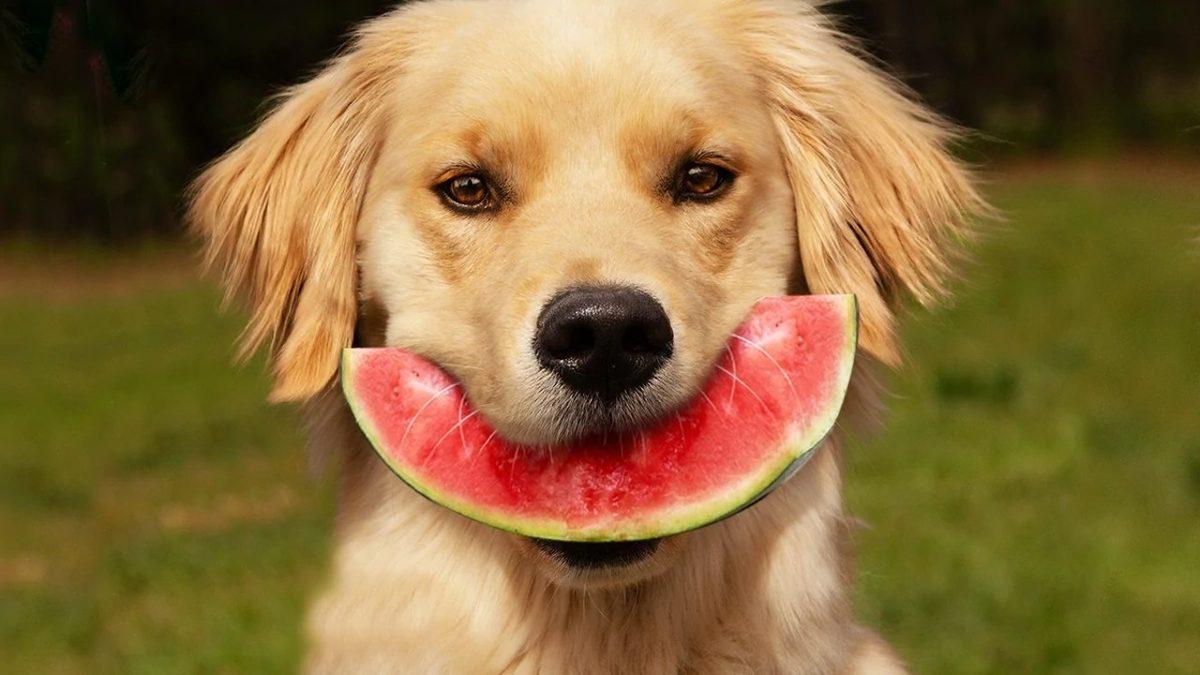 Köpeğinizin Sağlıklı Bir Hayat Yaşaması İçin Ona Verebileceğiniz 11 Yiyecek