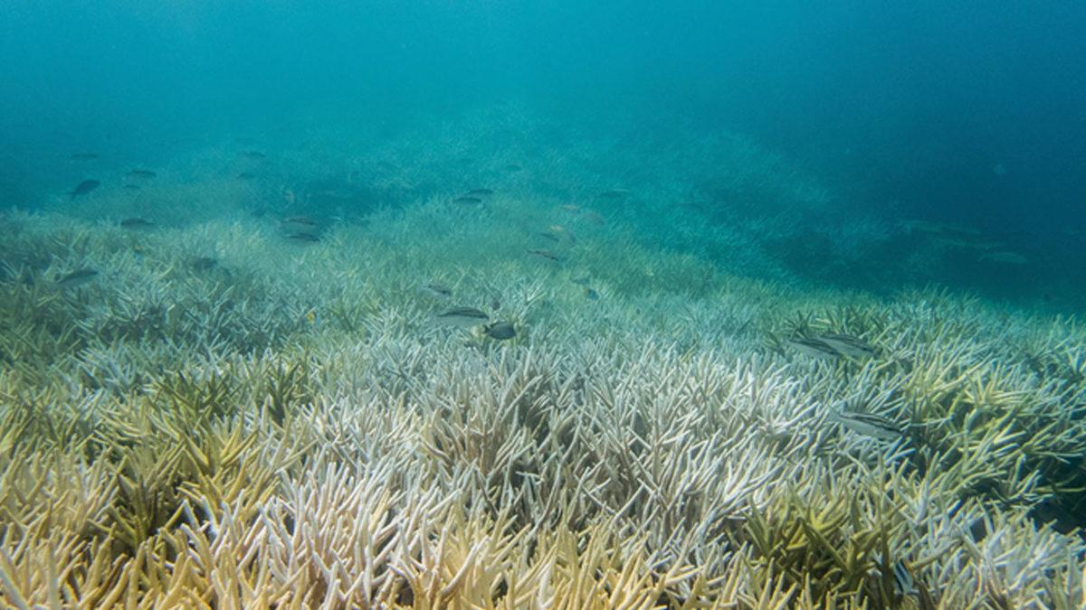 Tarihin En Büyük Kahini Kabul Edilen Nostradamus’un 2022 İçin Bulunduğu 4 Kehanet