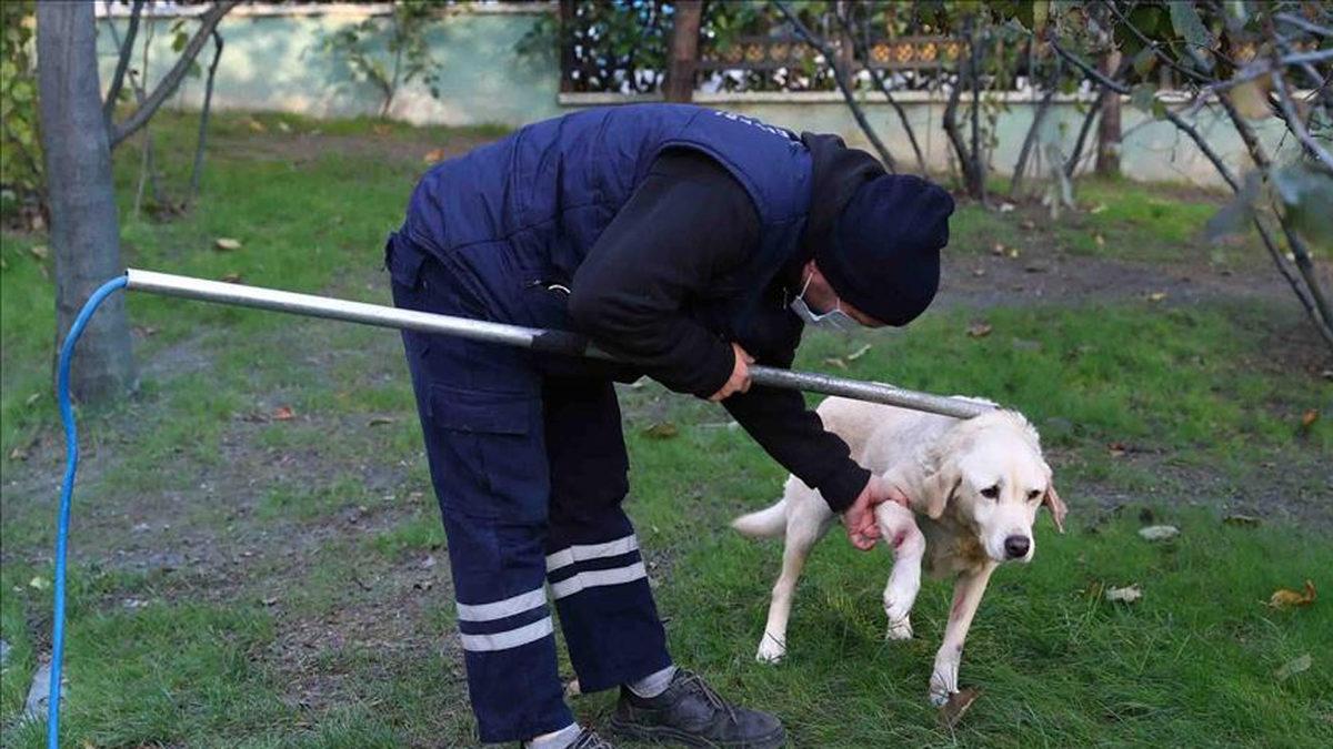 Cumhurbaşkanı Erdoğan’ın Açıklamaları Tartışma Yaratmıştı: Sokak Hayvanlarına Yönelik Genelge Yayımlandı