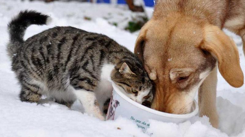 Cumhurbaşkanı Erdoğan’ın Açıklamaları Tartışma Yaratmıştı: Sokak Hayvanlarına Yönelik Genelge Yayımlandı