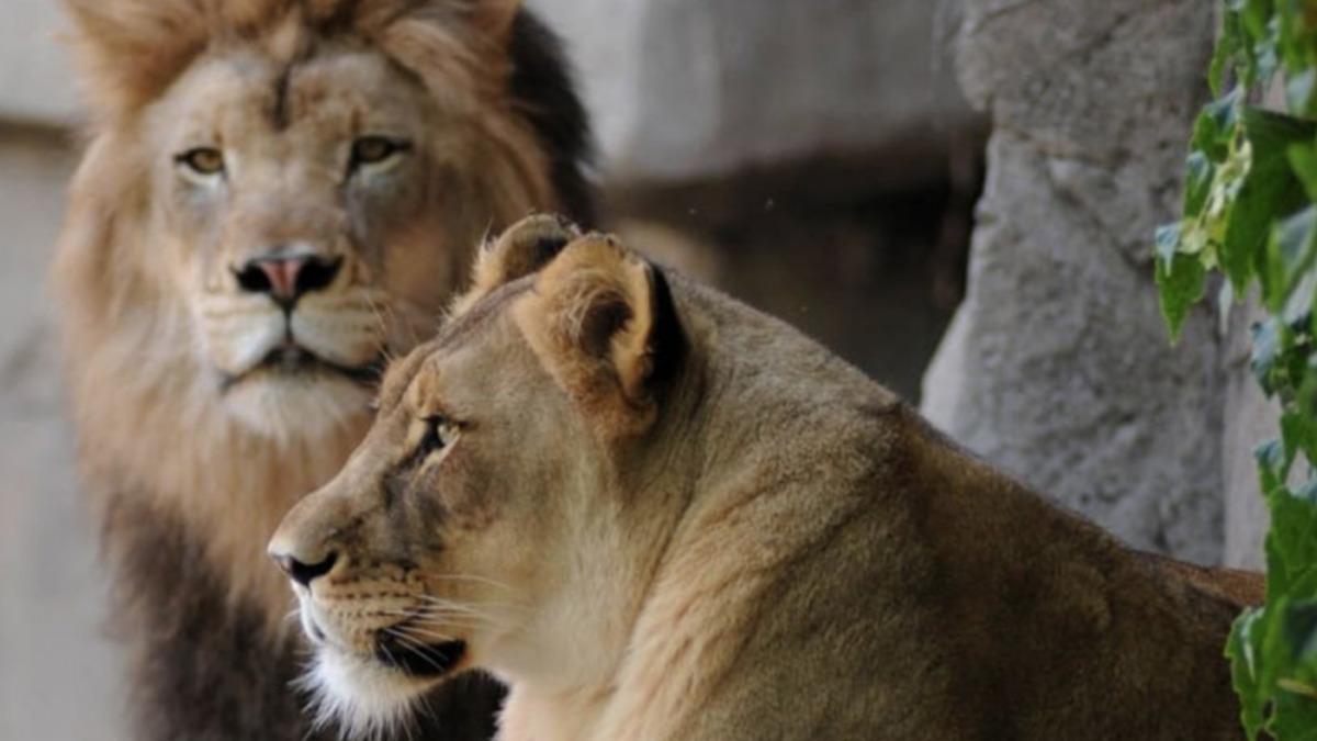 Hayvanat Bahçesinde Bir Aslan, Yeni Doğmuş Yavrusunu Yedi [Video]