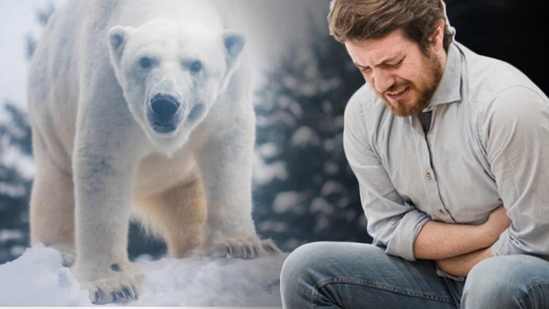 ’Kutup Ayısı Ciğeri’ Yemeniz Halinde Acı İçinde Ölecek Olmanızın İlginç Sebebi