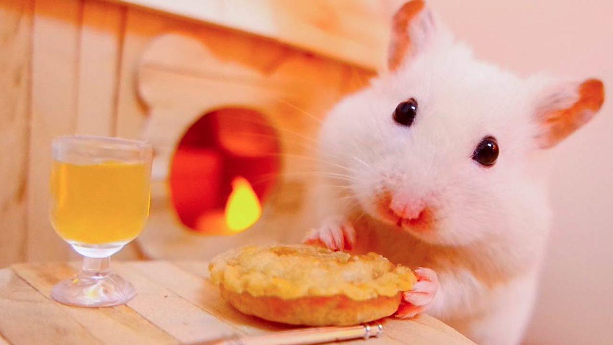 Hayvanlar Aleminin En Çok Alkol Tüketen Türü Belli Oldu: Şifa Niyetine İçiyorlar