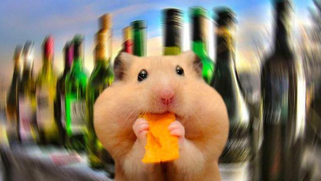 Hayvanlar Aleminin En Çok Alkol Tüketen Türü Belli Oldu: Şifa Niyetine İçiyorlar