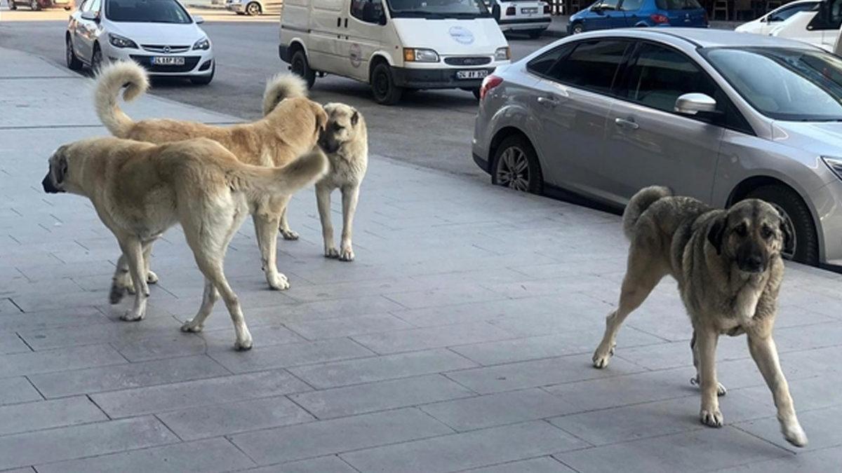 Sokak Hayvanları ve ‘Tehlikeli Hayvanlara’ Yönelik 4 Adımlı Eylem Planı Açıklandı