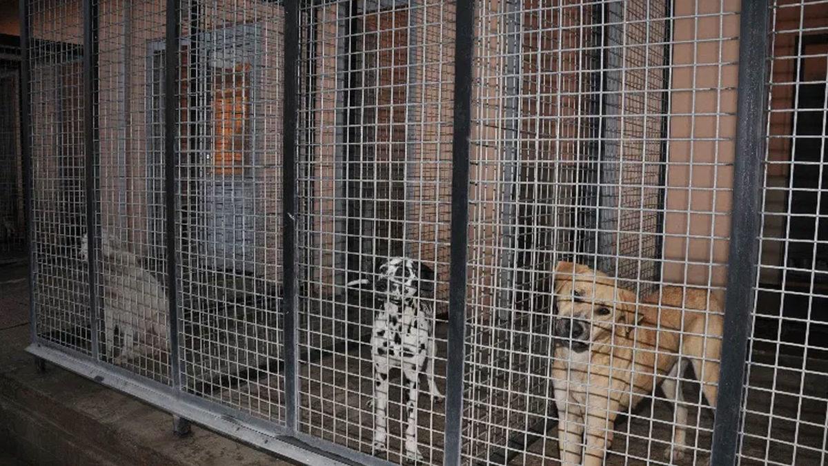 Sokak Hayvanları ve ‘Tehlikeli Hayvanlara’ Yönelik 4 Adımlı Eylem Planı Açıklandı