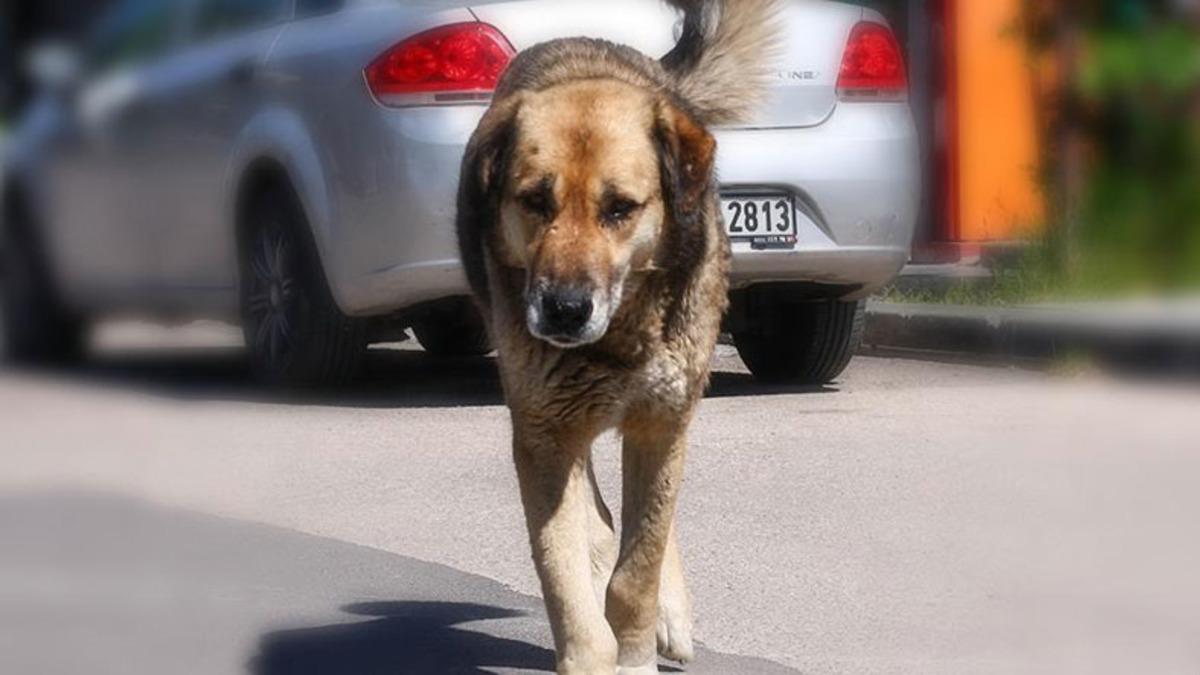 Sokak Hayvanları ve ‘Tehlikeli Hayvanlara’ Yönelik 4 Adımlı Eylem Planı Açıklandı