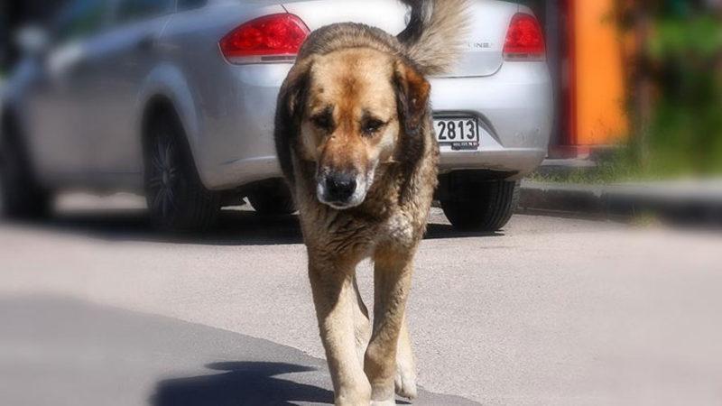 Sokak Hayvanları ve ‘Tehlikeli Hayvanlara’ Yönelik 4 Adımlı Eylem Planı Açıklandı