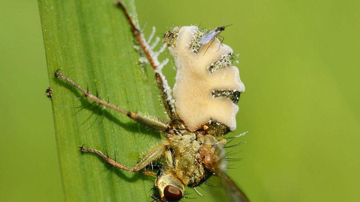 Geçtiğimiz Yıl Yapılmış ve Öğrenince Ufkunuzu Açacak 10 Bilimsel Araştırma ve Keşif