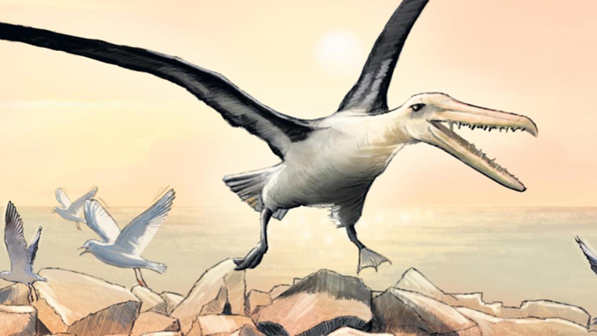 Kanat Açıklığı 6,4 Metreye Ulaşan Dünyanın En Büyük Kuş Fosilleri Bulundu