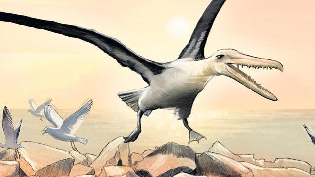 Kanat Açıklığı 6,4 Metreye Ulaşan Dünyanın En Büyük Kuş Fosilleri Bulundu