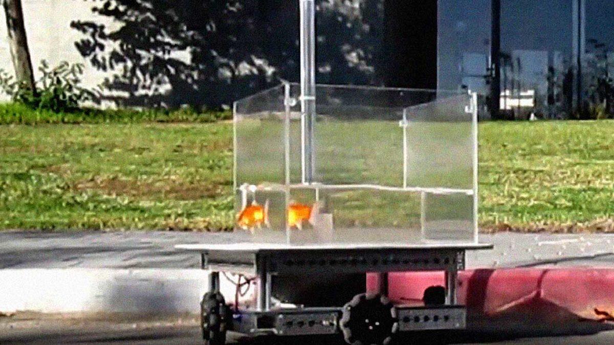 Darısı Bizim Başımıza: Bilim İnsanları, Japon Balıklarına Araba Sürmeyi Öğretti [Video]