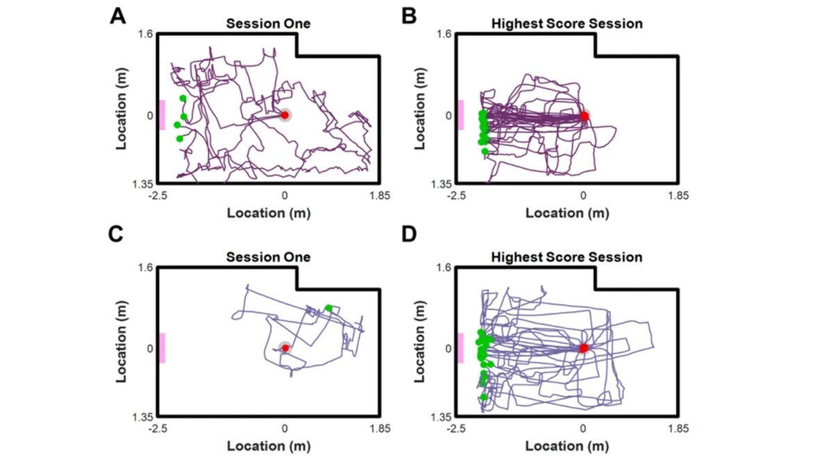 Darısı Bizim Başımıza: Bilim İnsanları, Japon Balıklarına Araba Sürmeyi Öğretti [Video]