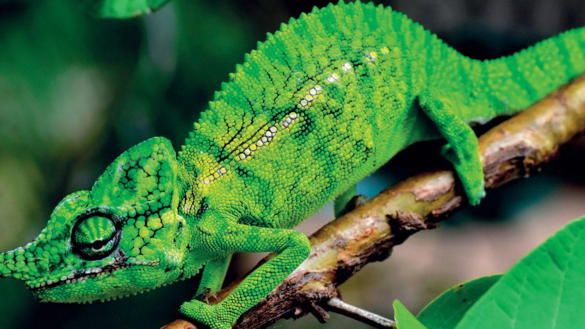 Madagaskar’da 100 Yıldır Görülmeyen Bukalemun Türü Tekrar Ortaya Çıktı