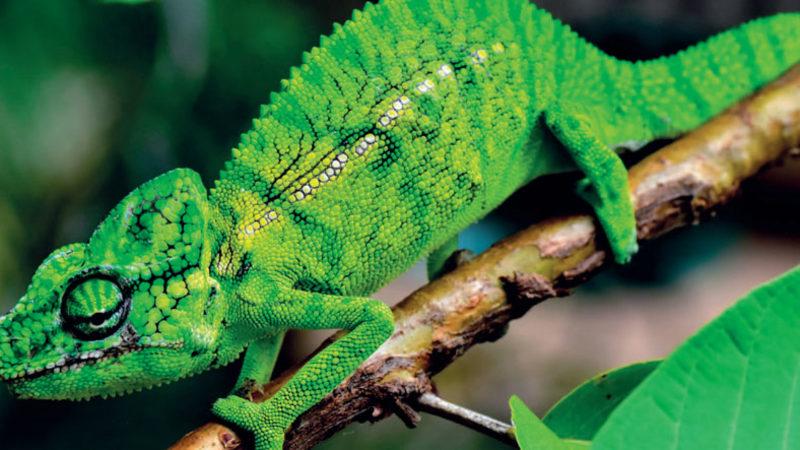 Madagaskar’da 100 Yıldır Görülmeyen Bukalemun Türü Tekrar Ortaya Çıktı