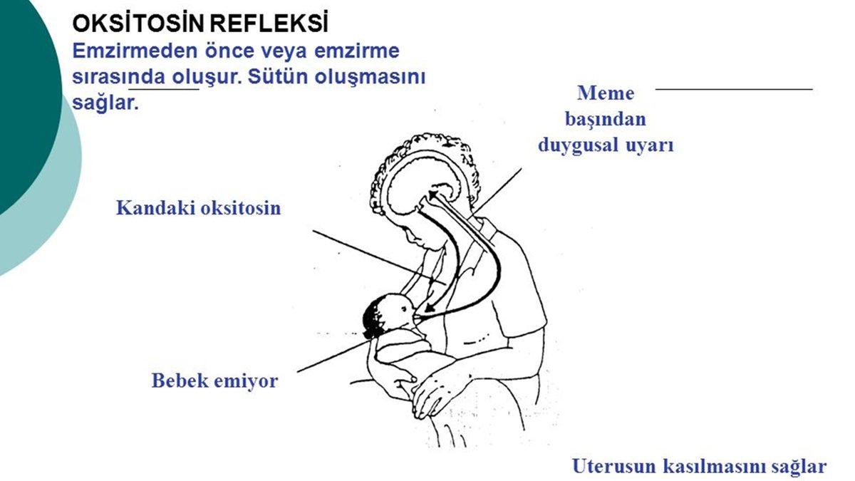 Neden Sadece İnsanlar Alt Tarafı Yağlı Bir Doku Parçası Olan Memeleri Bu Kadar Çok Sever?