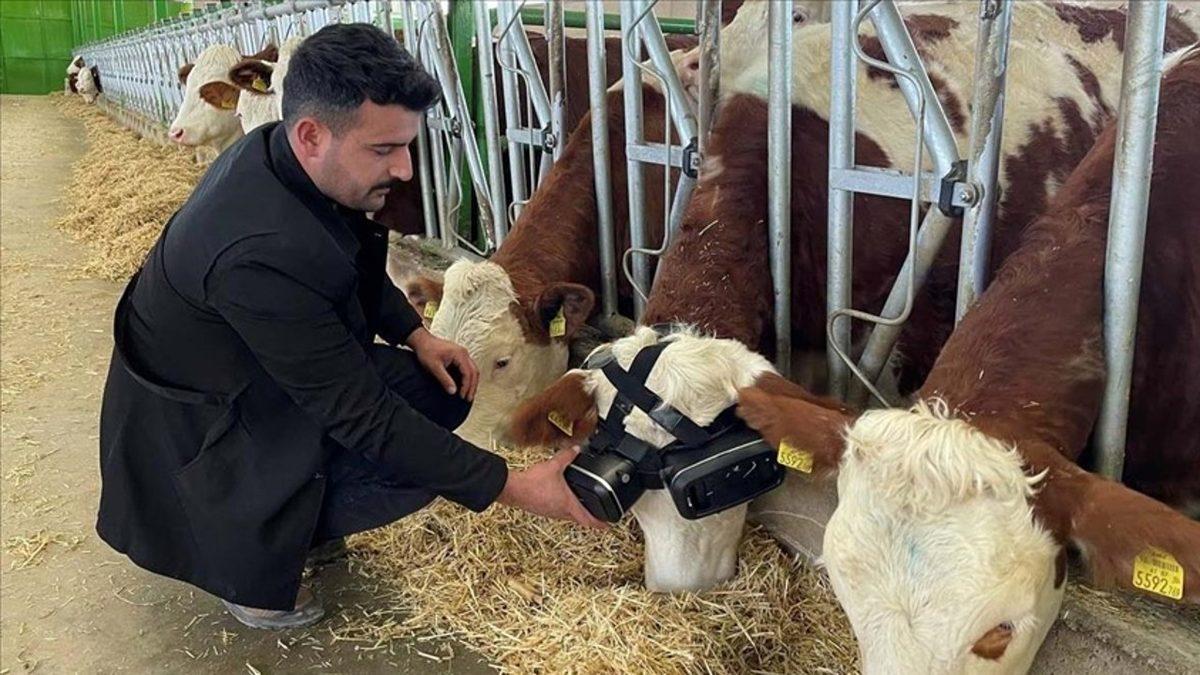 Mötrix’e Hoş Geldiniz: Süt Üretimini Artırmak İsteyen Bir Vatandaş, İneklerine Sanal Gerçeklik Gözlüğü Taktı