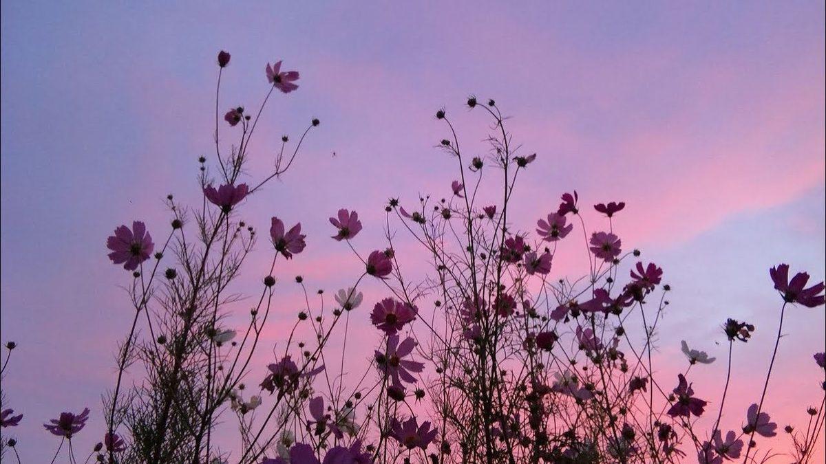 Dünya Üzerindeki Yaşam Formlarının Çeşitliliğinin Kaynağı Çiçekli Bitkiler Olabilir