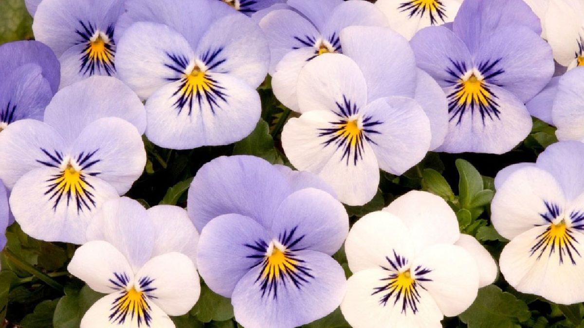 Dünya Üzerindeki Yaşam Formlarının Çeşitliliğinin Kaynağı Çiçekli Bitkiler Olabilir