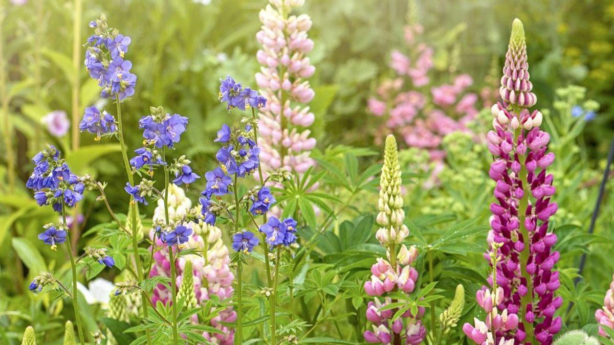 Dünya Üzerindeki Yaşam Formlarının Çeşitliliğinin Kaynağı Çiçekli Bitkiler Olabilir