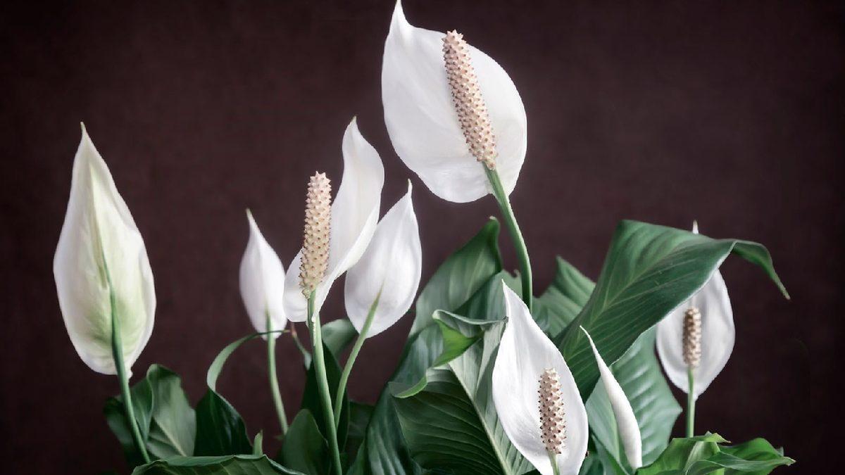 Dünya Üzerindeki Yaşam Formlarının Çeşitliliğinin Kaynağı Çiçekli Bitkiler Olabilir