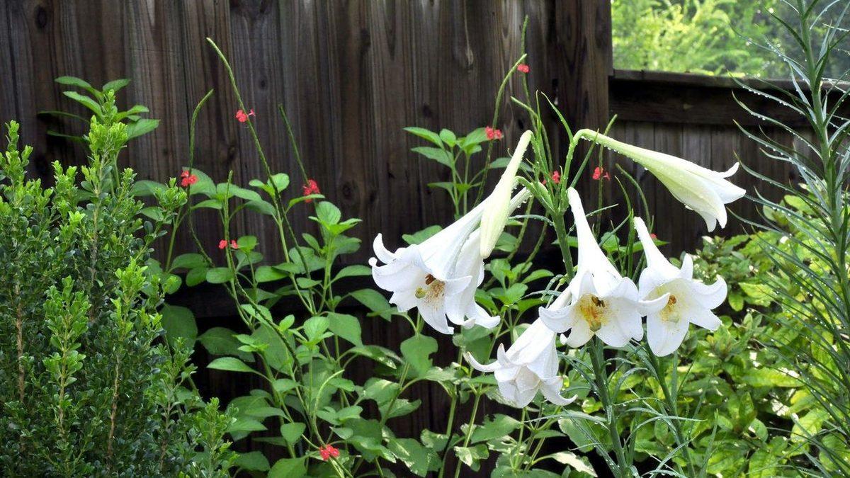 Dünya Üzerindeki Yaşam Formlarının Çeşitliliğinin Kaynağı Çiçekli Bitkiler Olabilir