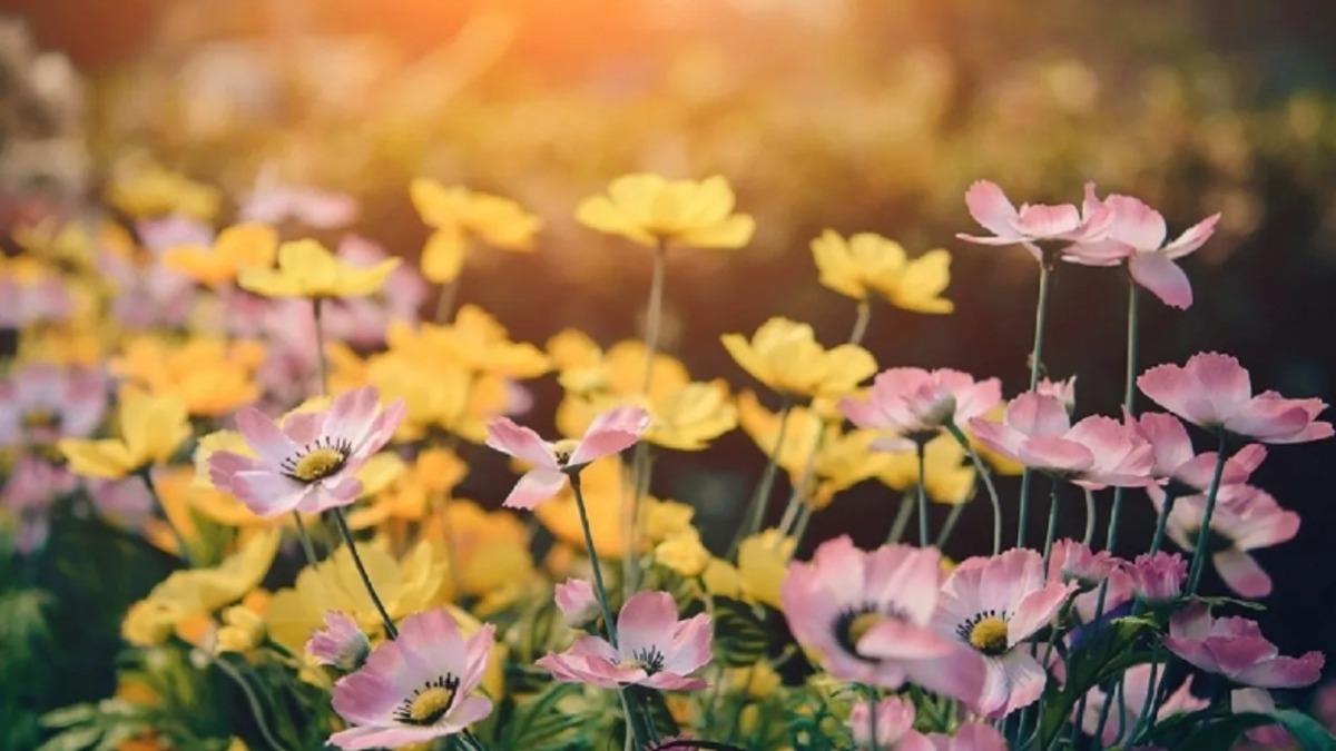 Dünya Üzerindeki Yaşam Formlarının Çeşitliliğinin Kaynağı Çiçekli Bitkiler Olabilir