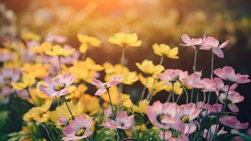 Dünya Üzerindeki Yaşam Formlarının Çeşitliliğinin Kaynağı Çiçekli Bitkiler Olabilir