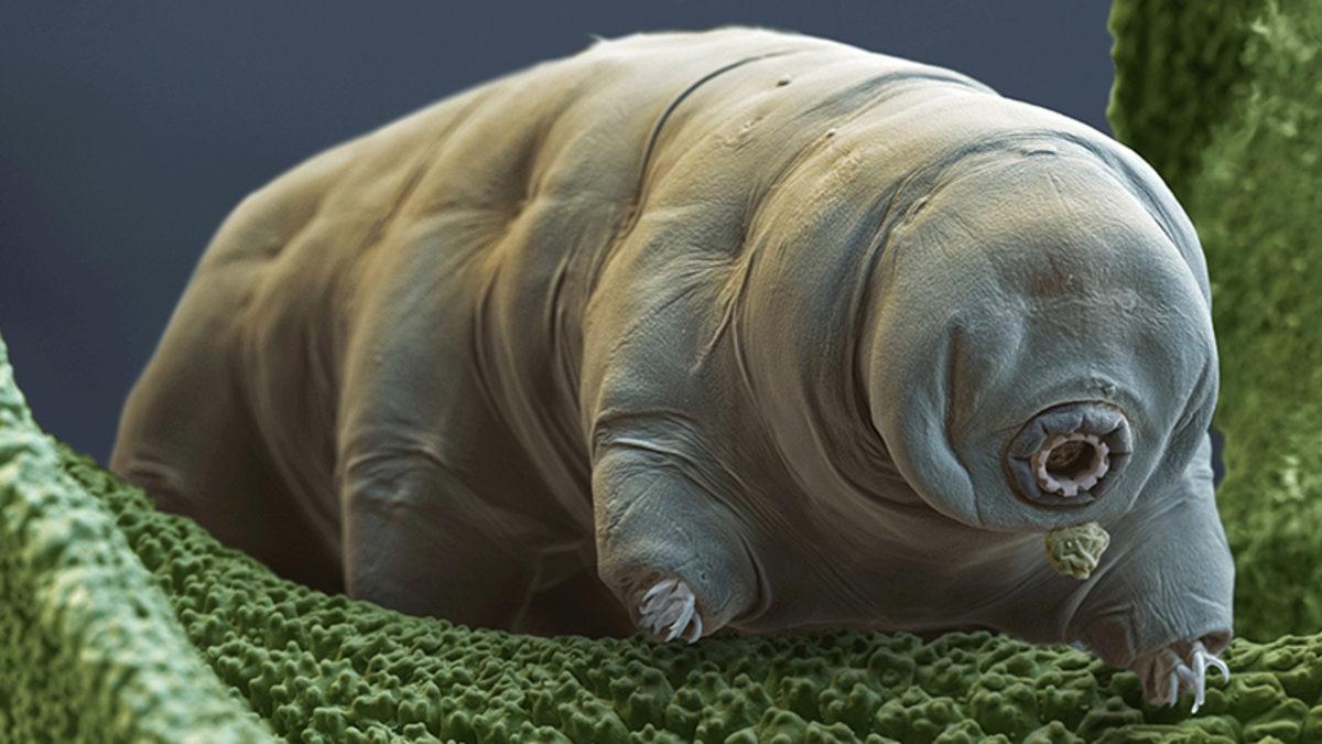 Şimdi Uzaylılar Düşünsün: Dünyanın En Dayanıklı Canlısının, Komşu Yıldız Sistemlerine Gönderilmesi Planlanıyor