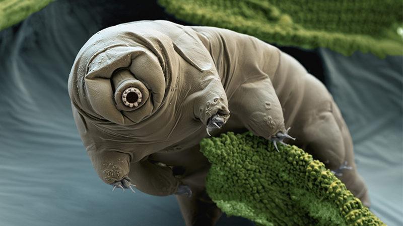 Şimdi Uzaylılar Düşünsün: Dünyanın En Dayanıklı Canlısının, Komşu Yıldız Sistemlerine Gönderilmesi Planlanıyor