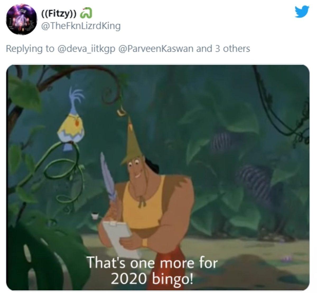 Hindistan’da Keşfedilen Sarı Renkli Kaplumbağa Twitter’da Viral Oldu