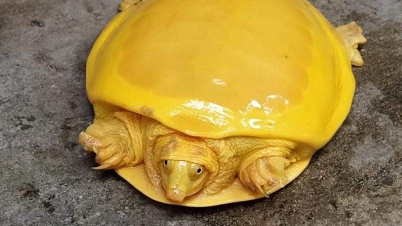 Hindistan’da Keşfedilen Sarı Renkli Kaplumbağa Twitter’da Viral Oldu