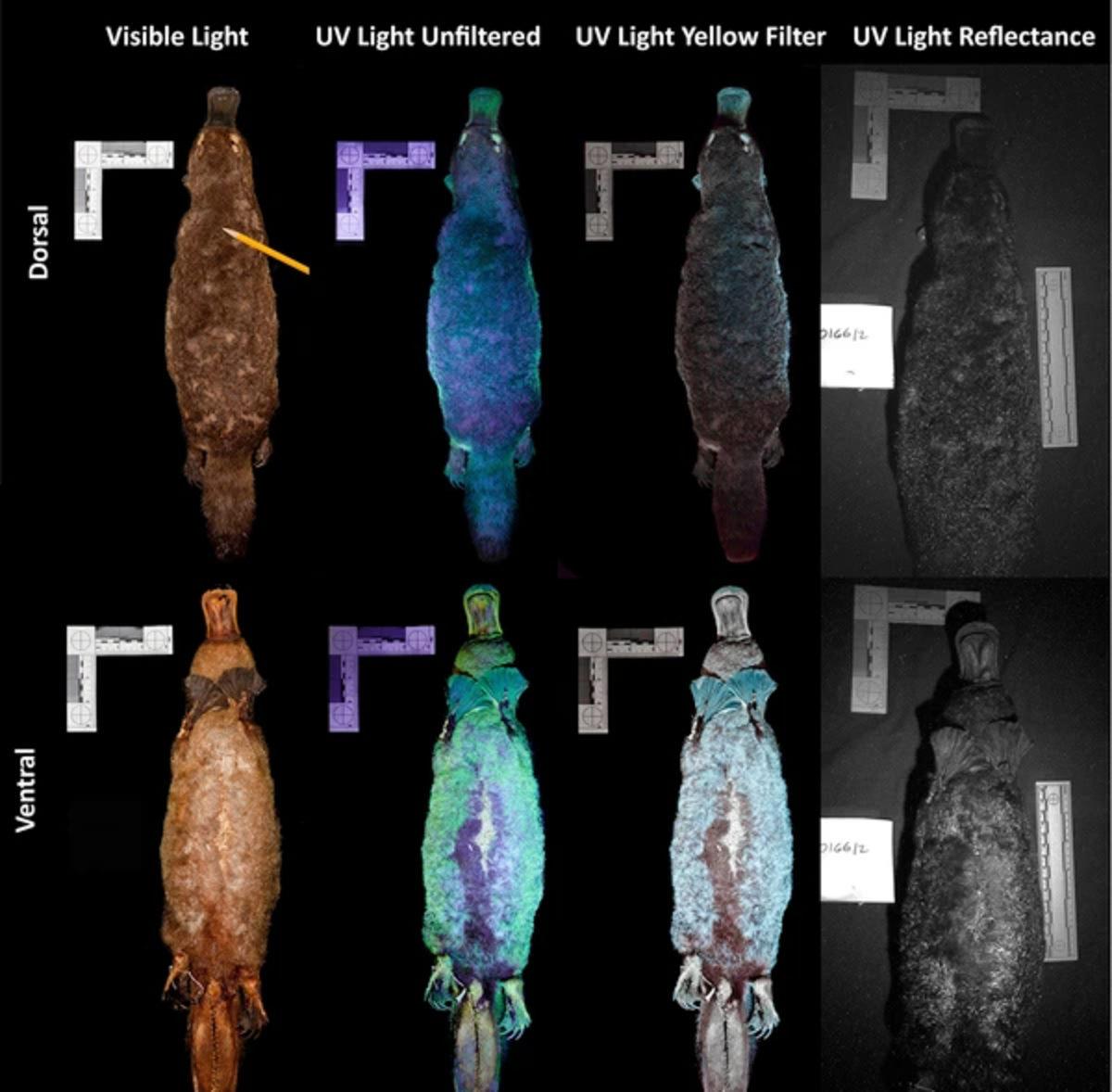 Bilim İnsanlarının, Dünyanın En Tuhaf Canlılarından Birinin Rengiyle İlgili Müthiş Keşfi