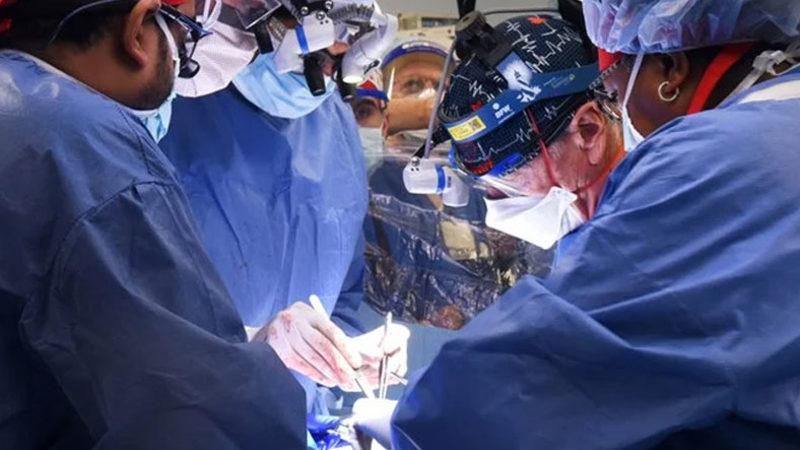 Dünyada Bir İlk: Domuz Kalbi, Bir İnsana Başarıyla Nakledildi