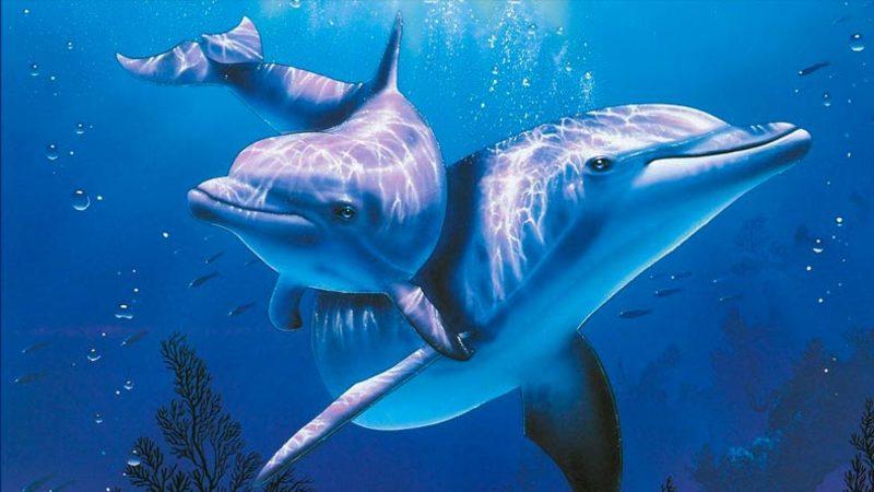 Dişi Yunusların, Tıpkı İnsanlar Gibi Cinsel Haz Almayı Sağlayan Klitorise Sahip Oldukları Kanıtlandı