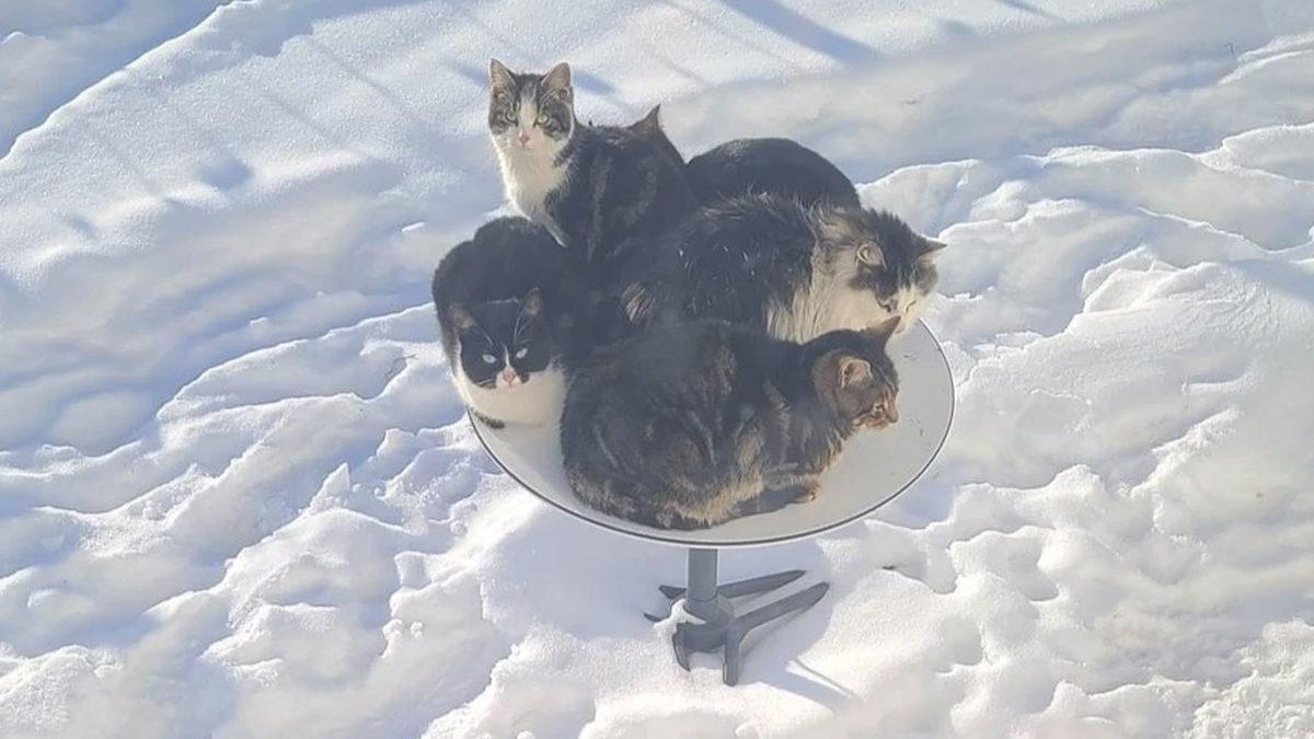 Sokak Kedileri, SpaceX’in Starlink Antenlerine Musallat Oldu: İşte Kedilere Fazlasıyla Hak Vereceğiniz Nedeni