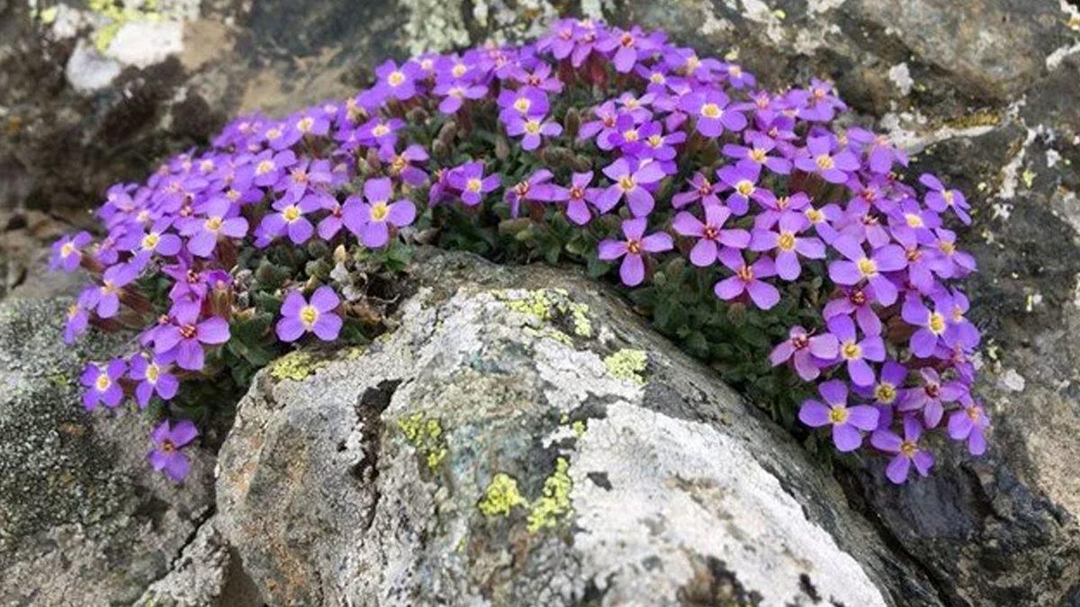 Sadece Türkiye’de Yetişen Yeni Bir Bitki Türü Keşfedildi