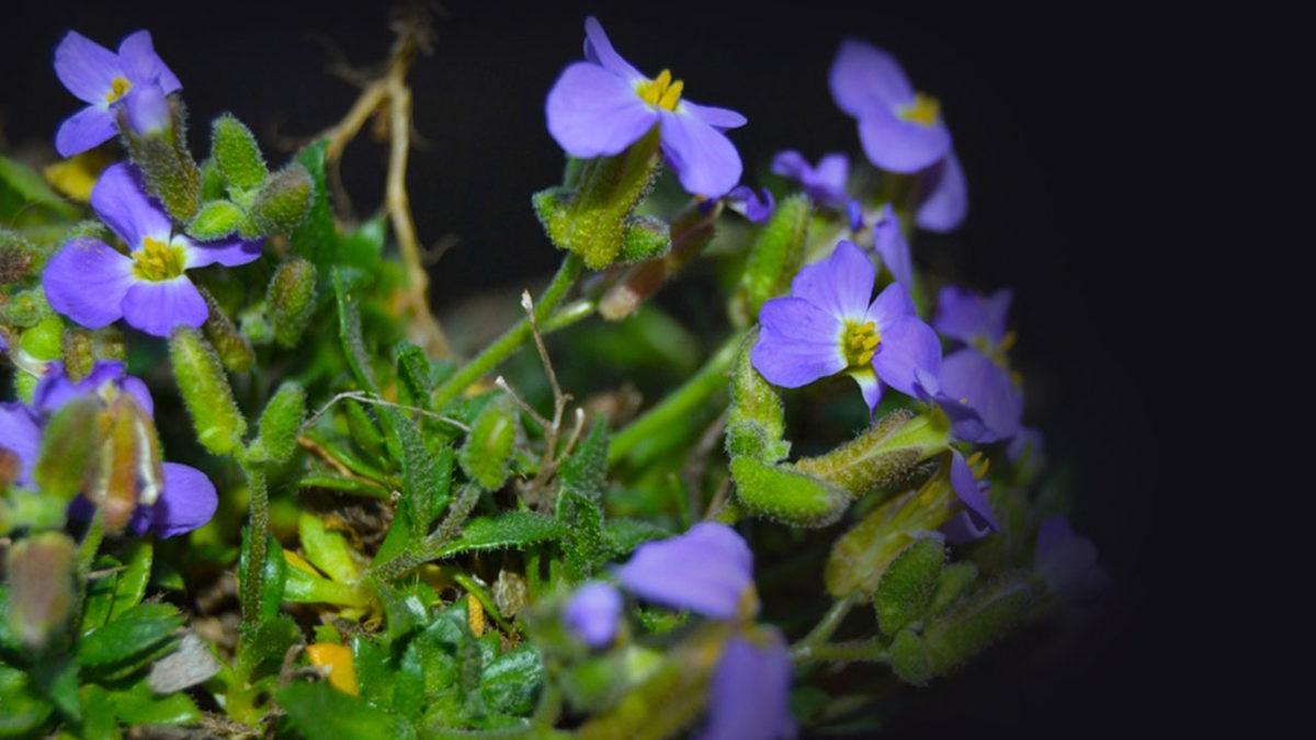 Sadece Türkiye’de Yetişen Yeni Bir Bitki Türü Keşfedildi