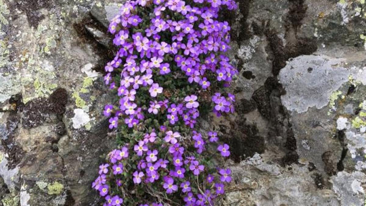 Sadece Türkiye’de Yetişen Yeni Bir Bitki Türü Keşfedildi