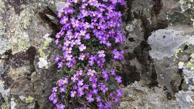 Sadece Türkiye’de Yetişen Yeni Bir Bitki Türü Keşfedildi
