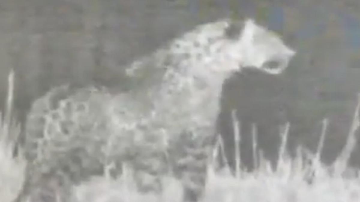 Türkiye’nin Dört Bir Yanında Ortaya Çıkan Leoparlara Bir Yenisi Daha Eklendi [Video]