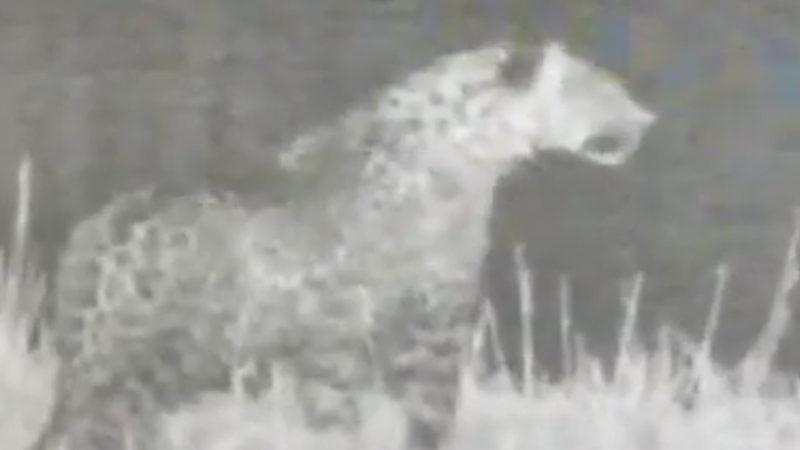 Türkiye’nin Dört Bir Yanında Ortaya Çıkan Leoparlara Bir Yenisi Daha Eklendi [Video]