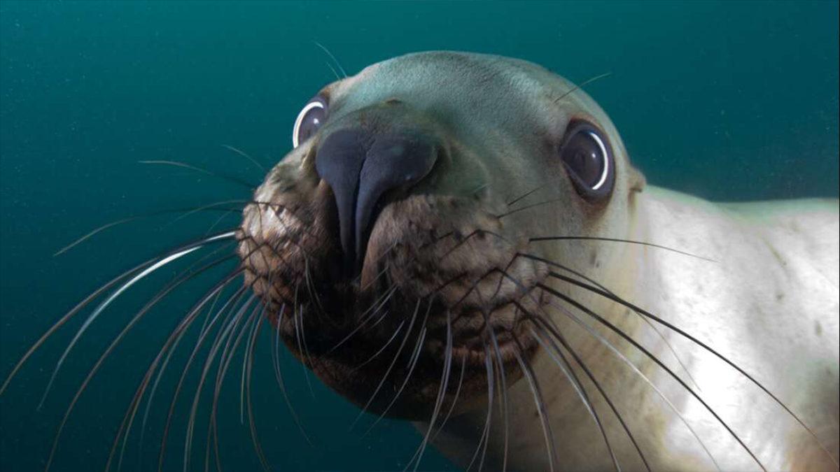 Domuz Hücreleri Nakledilen Deniz Aslanının Epilepsisi Tedavi Edildi: Sıra İnsanlara Geliyor