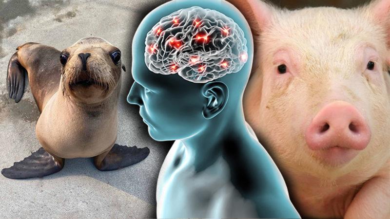 Domuz Hücreleri Nakledilen Deniz Aslanının Epilepsisi Tedavi Edildi: Sıra İnsanlara Geliyor