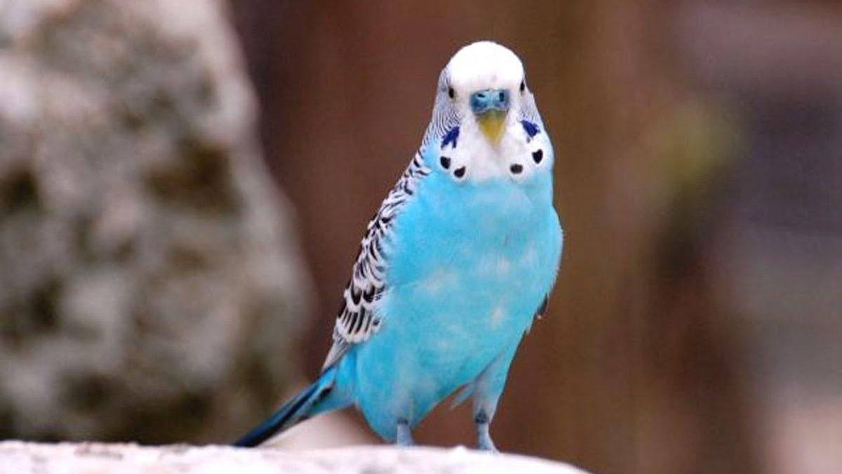 Sevimli Dostlarımız Muhabbet Kuşlarının Renklerine Göre Türleri ve Özellikleri