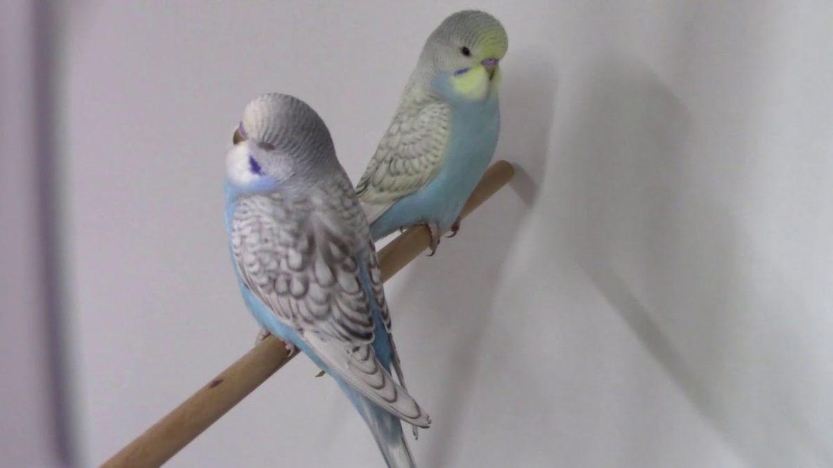 Sevimli Dostlarımız Muhabbet Kuşlarının Renklerine Göre Türleri ve Özellikleri