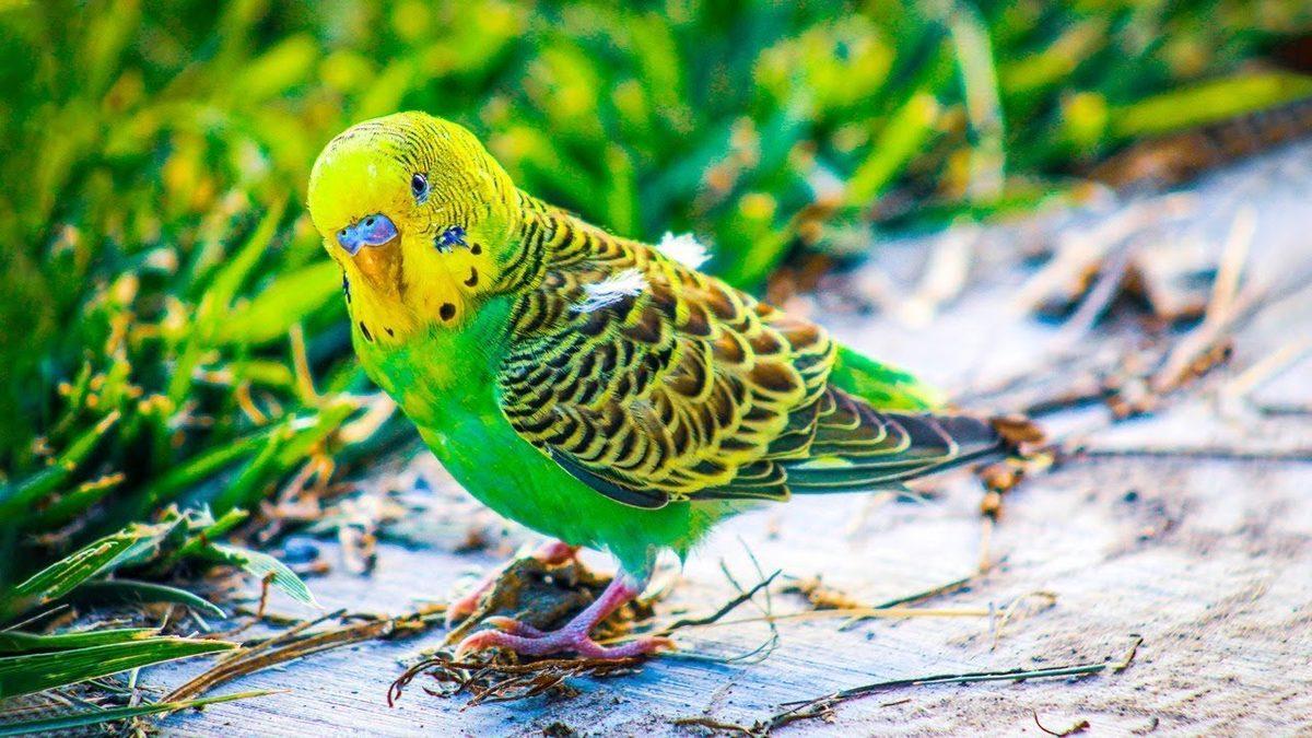 Sevimli Dostlarımız Muhabbet Kuşlarının Renklerine Göre Türleri ve Özellikleri