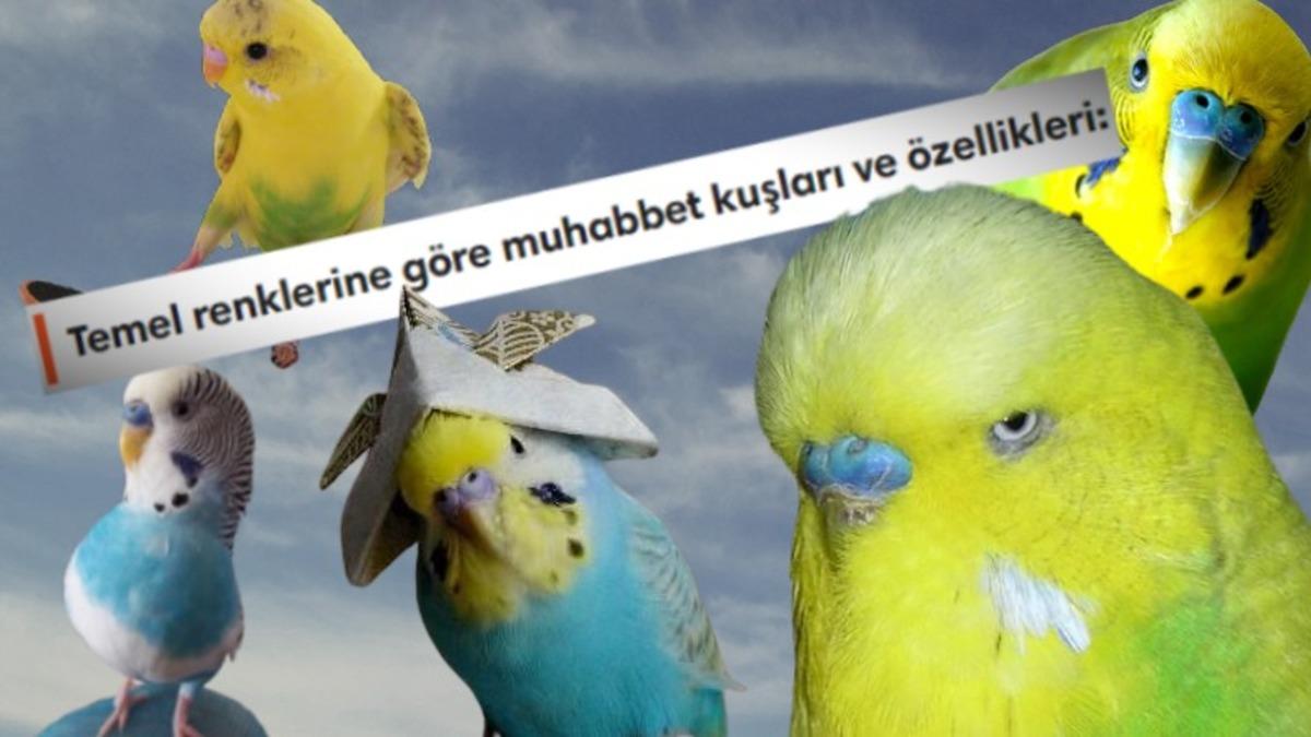 Sevimli Dostlarımız Muhabbet Kuşlarının Renklerine Göre Türleri ve Özellikleri