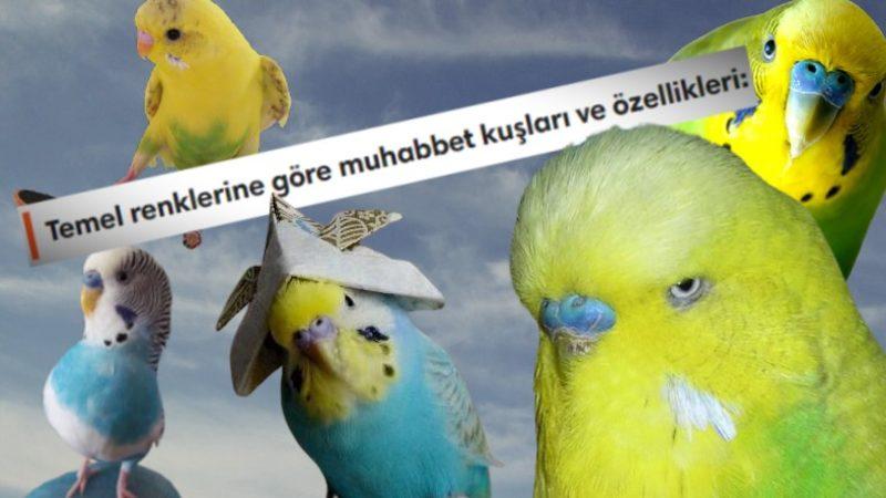 Sevimli Dostlarımız Muhabbet Kuşlarının Renklerine Göre Türleri ve Özellikleri